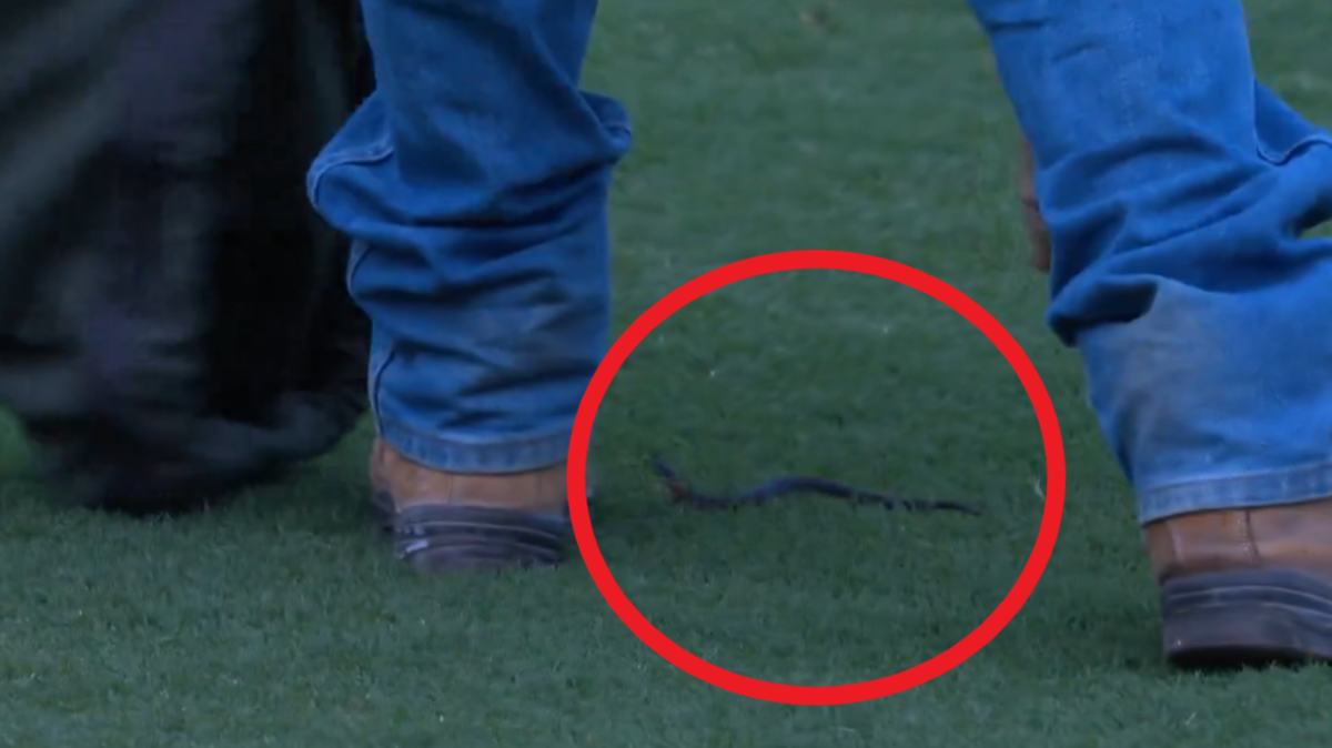 AFL News 2024 Brisbane And Sydney mayhem before practice match with