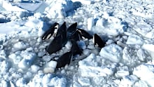 A fisherman who spotted the pod said the killer whales seemed to be struggling to breathe