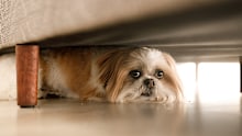 More pets go missing on New Year's Eve than on any other day of the year.