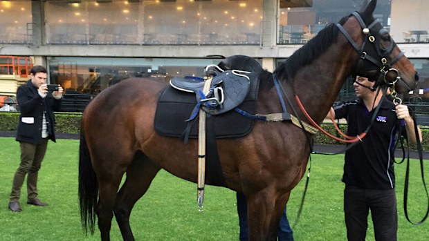 The finishing touches have been put on champion mare Winx's preparation for the Group One George Main Stakes.(AAP)