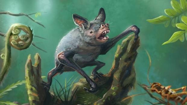 An artist's impression of a New Zealand burrowing bat, Mystacina robusta, that became extinct in the 1960s. The new fossil find, Vulcanops jennyworthyae, is an ancient relative of burrowing or short-tailed bats.