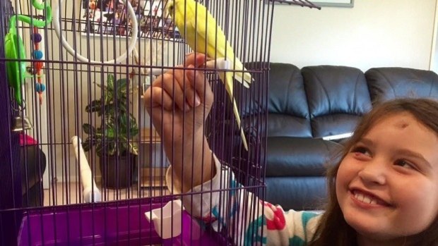 Annie Baxter, 9, with her pet budgie Pom Pom, has fully recovered after being hit by a car at 80kmh near Kaikoura in New Zealand.