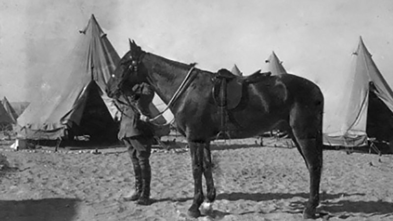 Sandy, the only war horse to come home: lest we forget