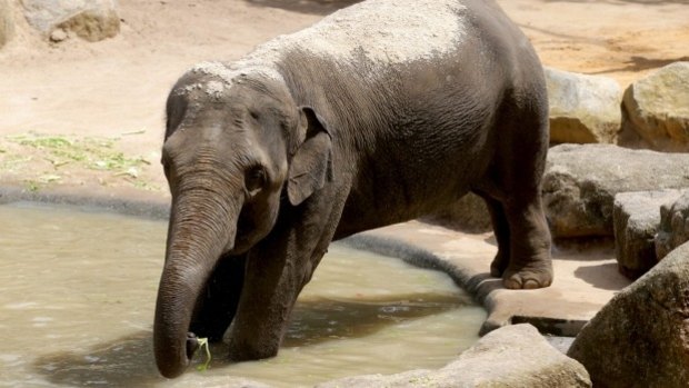 Num-Oi, the mother of the baby elephant who is battling for her life at Melbourne Zoo.