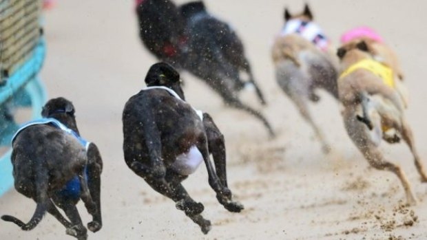Greyhound racing: an appalling anachronism whose time has run out.