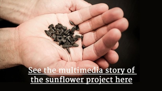 MH17 Planting Hope Sunflower Project