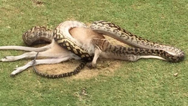 A scrub python was spotted eating a wallaby in the middle of a golf course near Cairns.