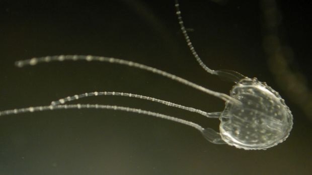 The exhibit will feature many species of sea jelly, including the deadly irukandji (file picture).
