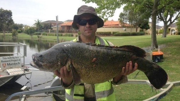 This 15kg cod was found in a Canning Vale lake.