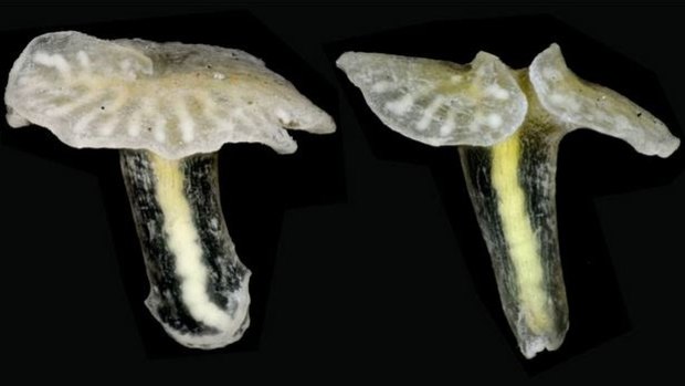 The mysterious, mushroom-like Dendrogramma could 'rewrite whole textbooks in zoology.' 