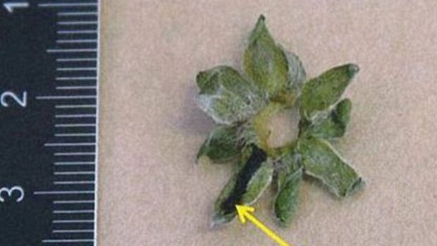 A strawberry stem that Swedish police allege has traces of Rohypnol, the drug they say the man used to drug his victim.