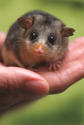 The Australian Mountain Pygmy-possum.