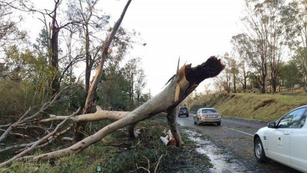 Large trees were damaged by the storm in Fernvale on Tuesday.