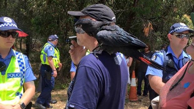 A Carnaby's cockatoo perches on the shoulder of a smoking Roe 8 protester. 