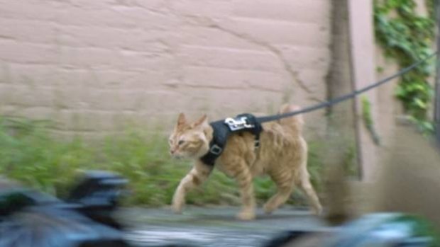 A police cat serves at comedic relief during the sequence.