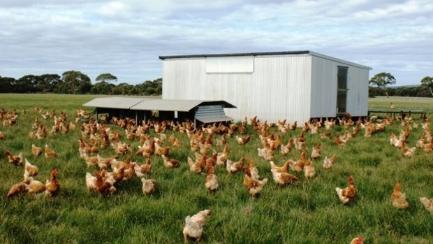 Kathy Barrett has fewer than 1500 hens per hectare at her Katham Springs farm on Kangaroo Island.