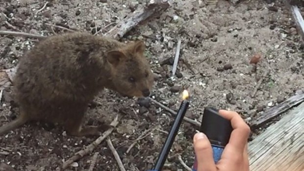 Earlier this year two French backpackers were fined for torching a quokka.