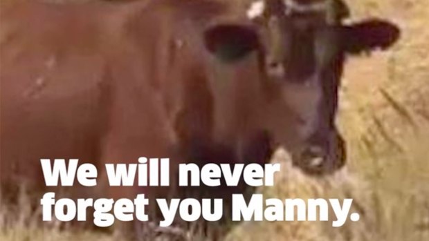 Manny has become the unlikely face of an international animal advocacy group.