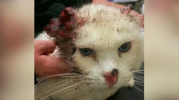 An RSPCA WA spokesperson said the fact a number of residents had reported the animals to the organisation was the "silver lining in a very black cloud".
