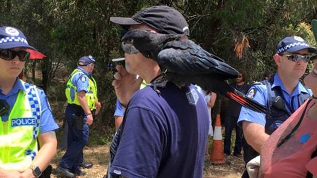A Carnaby's cockatoo perches on the shoulder of a smoking Roe 8 protester. 