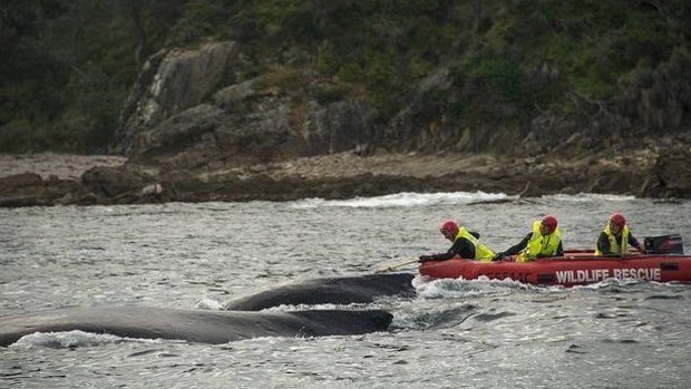 National Parks crews mount the rescue operation tracking the whale from Narooma down to Bermagui where it was cut free.