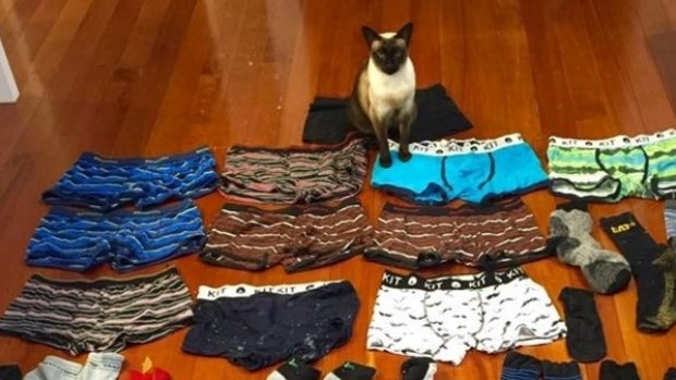 Brigit the cat likes to steal men's underwear. Photo: Stuff.co.nz