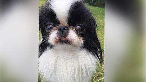 Chester the dog was stolen while walking with his owner on Wednesday. 