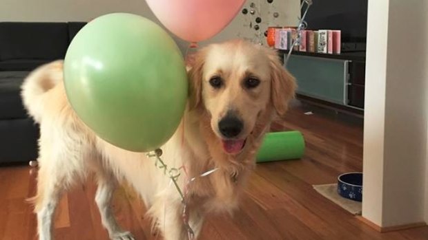 Golden Retriever Harry needed a complete hip replacement at just four-years-old.
