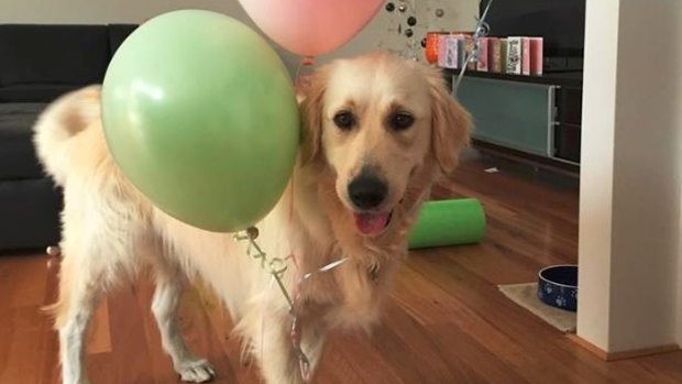 Golden Retriever Harry needed a complete hip replacement at just four-years-old.