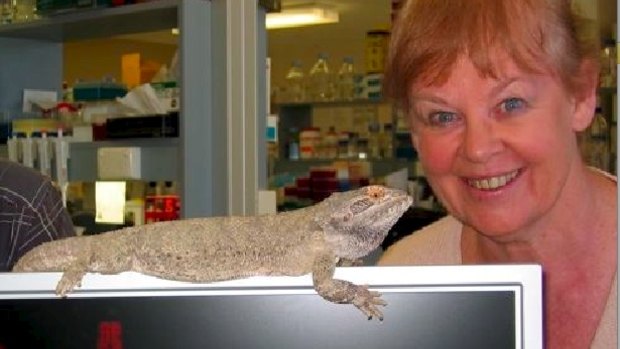 Professor Jenny Graves of Latrobe University is collaborating with BGI and the University of Canberra to find out more about dragon lizards. 