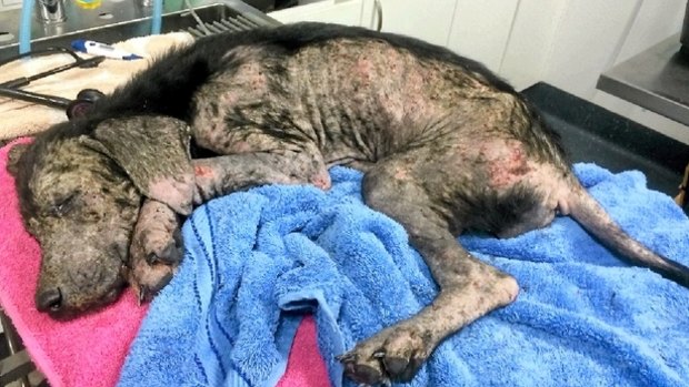 Severely malnourished, suffering a severe case of mange and a secondary infection, the female labrador-cross named Chaise was near death when her condition became known to the RSPCA.