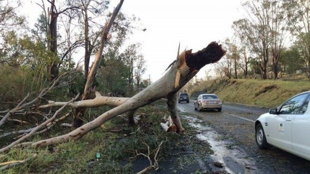 Large trees were damaged by the storm in Fernvale on Tuesday.