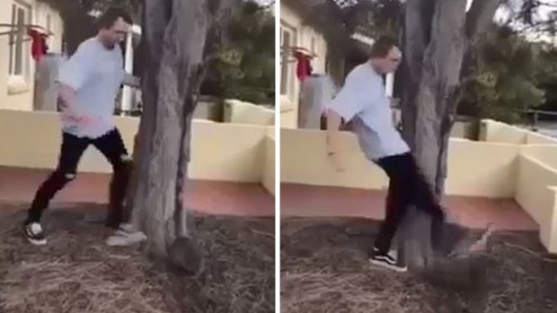 Harrison Angus McPherson pleaded guilty to animal cruelty after he was caught on camera kicking a quokka.