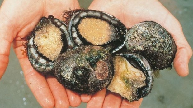 Tim Winton woke one day to see the shoreline covered in dead or dying abalone. 