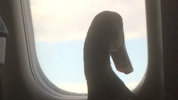 Daniel The Emotional Support Duck takes a gander out the window.