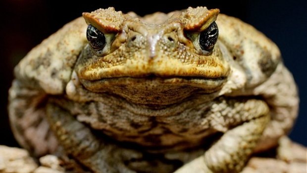 Cane toad toxin used to lure in and trap tadpoles