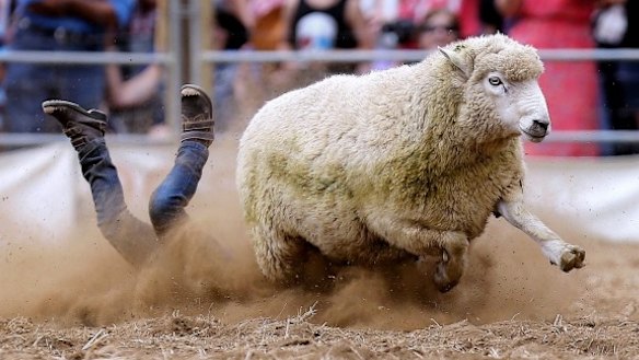 Sheep not allowed, so NZ rodeo to use men dressed as sheep instead