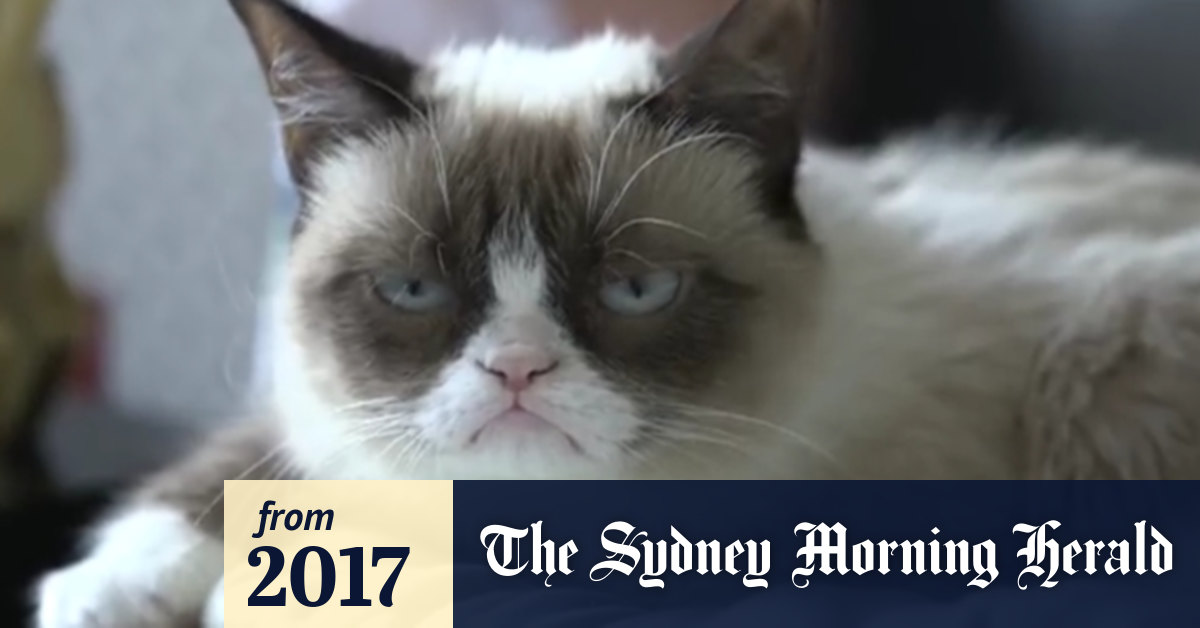 Sit Stay 500 A Day Animal Models Earn Their Keep In Tv Films