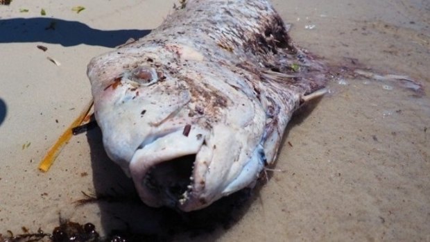 One of many dead pink snapper washed up in Cockburn Sound after the recent fish kill.