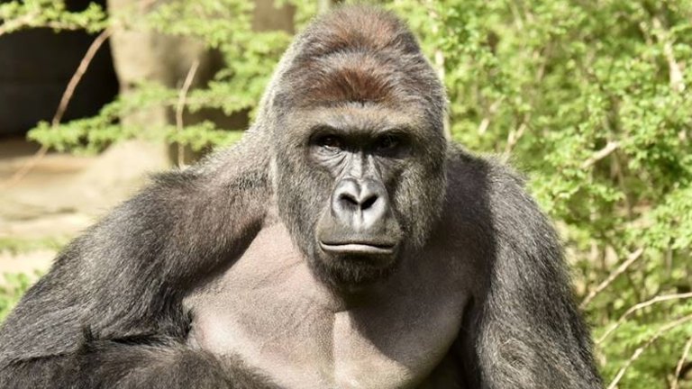 Harambe Shaped Cheeto Sells For Nearly 130 000 Find many great new & used options and get the best deals for cheetos xxtra flamin hot crunchy 9oz at the best online prices at ebay! harambe shaped cheeto sells for nearly