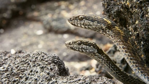 Galapagos snakes feature in surprising abundance during the series <i>Planet Earth 2</I>. 