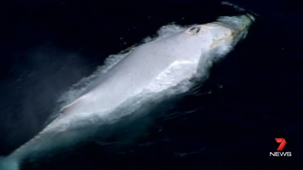 A white whale spotted off the Gold Coast is yet to be confirmed as Migaloo.