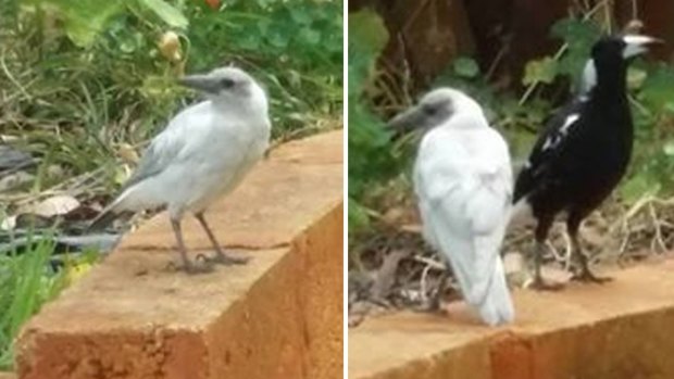 The albino magpie spotted in Inglewood. 