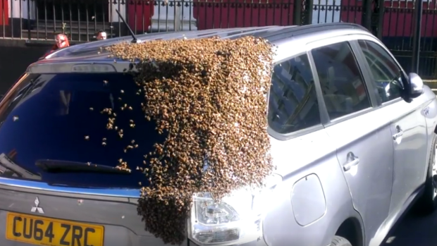 The bees returned to the woman's car after being removed.  