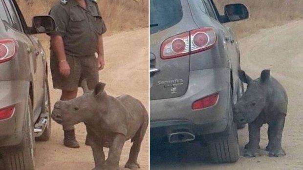 A baby rhino, named Donnie, was spotted cuddling up to a grey car after poachers killed his mother in the Kruger National Park, South Africa.