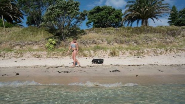 Peppa the baby kunekune likes a little sunbathing.