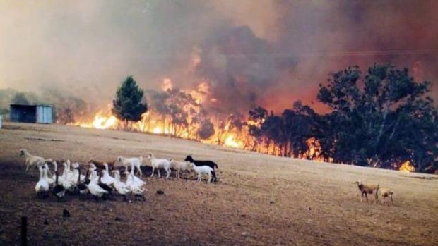 Sampson Flat fire front in the Adelaide Hills approaches goats and geese in a field.  