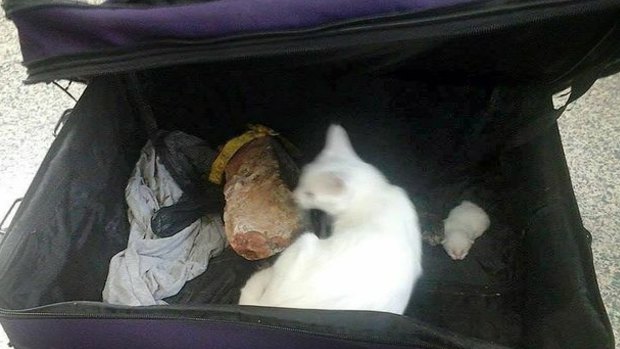 A cat and her five kittens have been found dumped in a suitcase by Eli Creek.