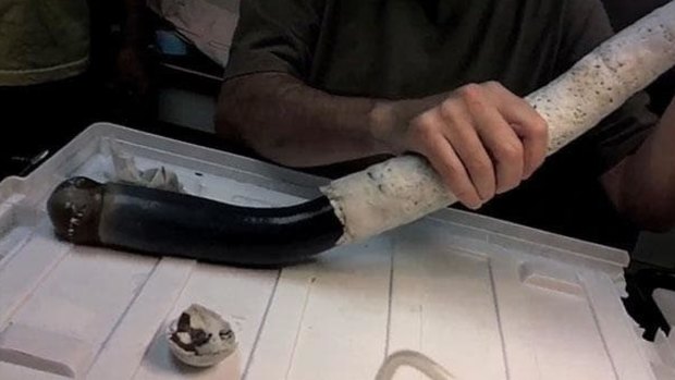 The giant shipworm is squeezed from its tube. 