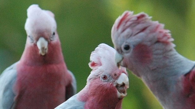 Galahs haven't always enjoyed their current popularity.